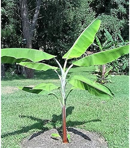 ジンコウ（沈水香木、アクイラリア・シネンシス）の種 50粒 ジンコウ（沈水香木、アクイラリア・シネンシス）の種 - マルシェ青空